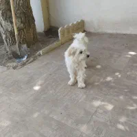 شیتزو ماده یک ونیم ساله