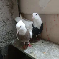 یک جفت کفتر طوقی جفت