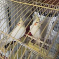 عروس نروماده هلندی|پرنده|اصفهان, کوی امیریه|دیوار