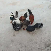 مرغ|حیوانات مزرعه|سوسنگرد, |دیوار