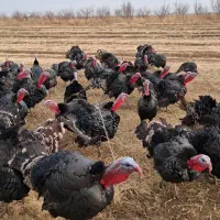 فروش بوقلمون طبیعی