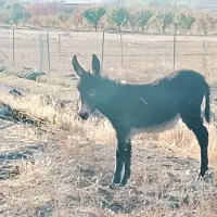 الاغ|حیوانات مزرعه|قره پشتلو, |دیوار