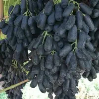 نهال انگور موندراب پسته بادام گیلاس هلو