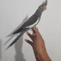 عروس هلندی فوق دستی