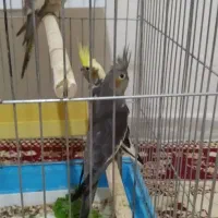 جوجه عروس هلندی|پرنده|محمدشهر, شهرک پیام (مهرالبرز)|دیوار