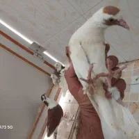 کبوتر طوقی و دوبال|پرنده|شوشتر, |دیوار