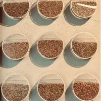 باریستا خانم