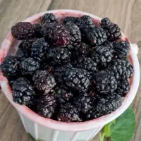 شاتوت درجه یک