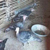 بوقلمون از بهترین نژاد