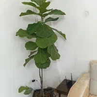 گل اپارتمانی