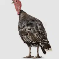 واگذاری و مشارکت پرورش بوقلمون