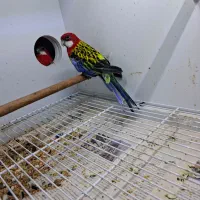 جفت طوطی رزیلا هفت رنگ ۲ ساله
