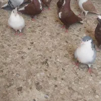 کبوتر های عرب