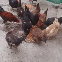 مرغ