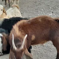 کهره نریابزغاله پلوار