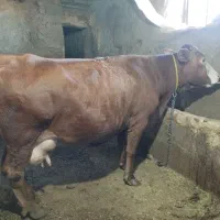 گاو سیمینتال شیری|حیوانات مزرعه|مریوان, |دیوار