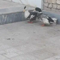 دوتا مرغابی جوان وسرحال