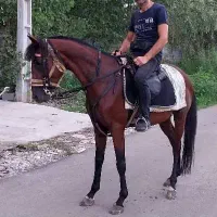 اسب نژاد دار|اسب و تجهیزات اسب‌سواری|رشت, حومه رشت|دیوار
