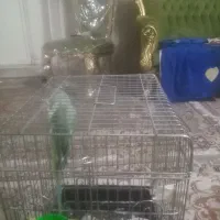 فروش شاه طوطی 9 ماهه بهترین  زمان برای اموزش|پرنده|بیرجند, |دیوار