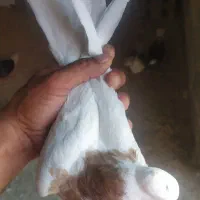 طوقی کرمانشاهی|پرنده|آبدانان, |دیوار