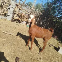 بز  نژاد دار