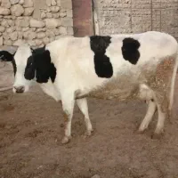 سلام گاو خونگی شانزده تا شیر شکم دوم سه ماابستنی
