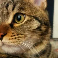 گربه نر عقیم شده