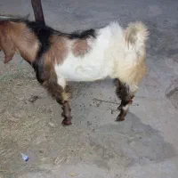 نری|حیوانات مزرعه|جاسک, |دیوار