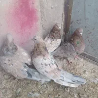 ۴عددسوربازیکن نر|پرنده|بم, |دیوار