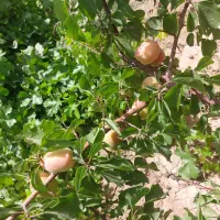 باغ نیمه ساز