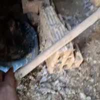 کبوتر|پرنده|خرمشهر, |دیوار