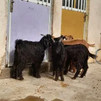 ۶عدد کره داشتی