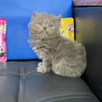 گربه پرشین (سوپرفلت/عروسکی) همه رنگها|گربه|رشت, گلسار|دیوار