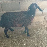 بره‌ ماده