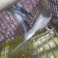 عروس هلندی|پرنده|پاکدشت, شهرک امام رضا|دیوار