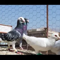 دسته کفتر همه چی قاطی