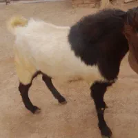 نر بز یک سال|حیوانات مزرعه|خنداب, |دیوار