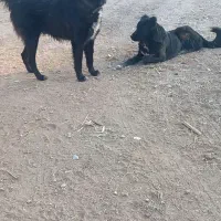 سگ قدرجونی دهن پاک گله ای