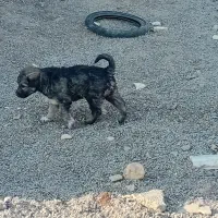 دو عدد توله نر دورگ هیکلی|سگ|زابل, |دیوار