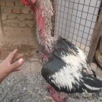 خروس ترک|حیوانات مزرعه|خاش, |دیوار