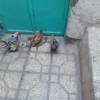 مرغ و خروس مینیاطوری
