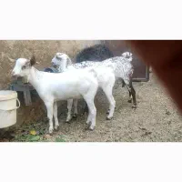 میش جوان مهریز|حیوانات مزرعه|مهریز, |دیوار