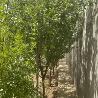 ویلای اماده جاده گوهردشت،  کاهو