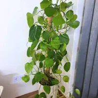 گل توافقی