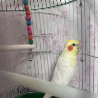 عروس هلندی|پرنده|اصفهان, سپاهانشهر|دیوار