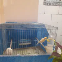 قناری نر پرتغالی