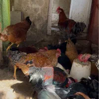 خروس جوان