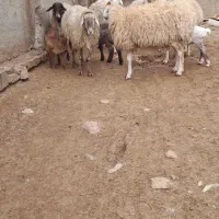 گوسفند بره دار