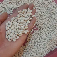 لوبیا سفید تمیز کاشت امسال|عمده‌فروشی|ری, علایین|دیوار