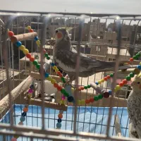 عروس هلندی|پرنده|شریفآباد, |دیوار